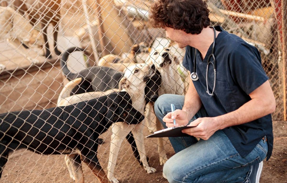 5 métiers passionnants dans le monde animalier pour une carrière enrichissante